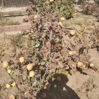 باغ|فروش خانه و ویلا|شاهین‌شهر, فرودگاه هسا|دیوار