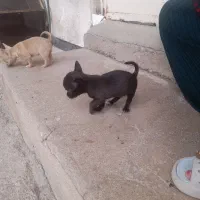 سگ شی هواهوا
