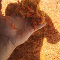 تفاله گوجه گورجه گرجه