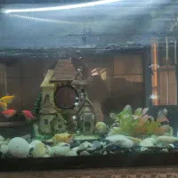 آکواریم با لوازم شیشه خم