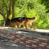 سگ‌ژرمن شپرد شولاین