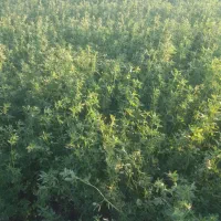 یونجه چین چهارم