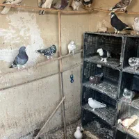 نروماده پرشی|پرنده|قم, حنیف نژاد|دیوار