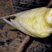 عروس هلندی لوتینو زعفرانی|پرنده|دره شهر, |دیوار