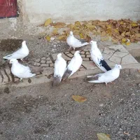 کبوتر دم فیلی.۷عدد.یکجابه مبلغ ۶۵۰۰۰۰۰تومن