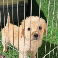 توله سگ پشمالو|سگ|گرگان, |دیوار