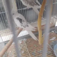 گرینچیک وعروس هلندی