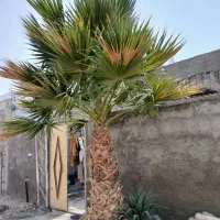 فروش نخل پالم