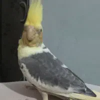 فروش عروس|پرنده|تهران, دکتر هوشیار|دیوار