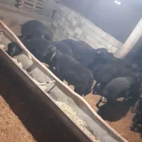 بره نر