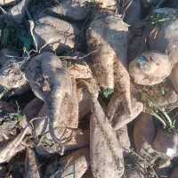 جغندر قند|خوردنی و آشامیدنی|بشاریات, |دیوار