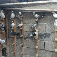 تعدادی کبوتر سرحال و تیپ دار به شرط پرش