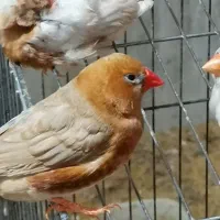 فنچ فول اورنج هالف اورنج شارکول، کرواتی، زبرا ابلغ|پرنده|تهران, امام زاده حسن|دیوار