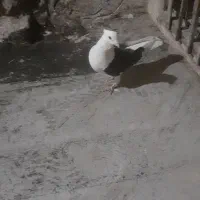 کفتر نردوکت