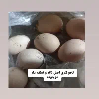 سفارشات مجالس و یلدایی