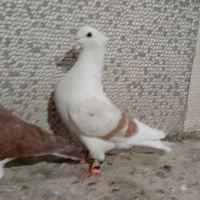 کبوتر آنتیک|پرنده|خرم‌آباد, |دیوار