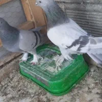 کبوتر کاغذی|پرنده|چادگان, |دیوار