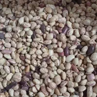 لوبیا چیتی تازه