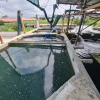 فروش مزرعه پرورش ماهی در زمین۶.۲۰۰ متر|فروش دفتر صنعتی، کشاورزی، تجاری|سرخرود, |دیوار