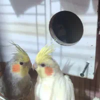 یه جفت عروس هلندی فروشی