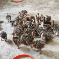 پیش فروش جوجه شترمرغ