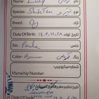پاکوتاه نژاد شیتزو شناسنامه دار|سگ|اردبیل, |دیوار