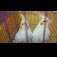 یک جفت عروس هلندی|پرنده|مسجد سلیمان, |دیوار