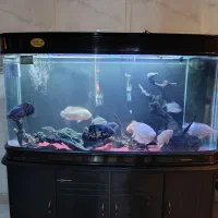 سه عدد آکواریم شرکتی|ماهی|گلبهار, شهر جدید گلبهار|دیوار