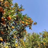 میوه تره بار|حراج|ساری, |دیوار