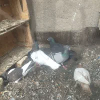 کفتر|پرنده|مشهد, کلاته برفی|دیوار