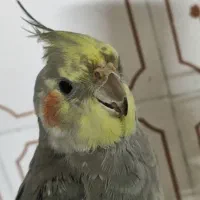 عروس هلندی گمشده کوی پاسداران گلشن سوم|حیوانات|خرمآباد, |دیوار