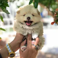 توله مالتیز پودل عروسکی|سگ|شیراز, معالی‌آباد|دیوار