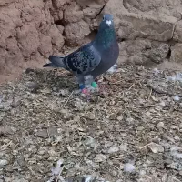 کبوتر|پرنده|قوچان, |دیوار