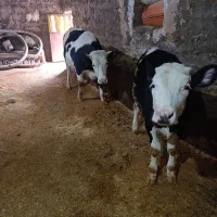 گوساله|حیوانات مزرعه|بیرانوند, |دیوار