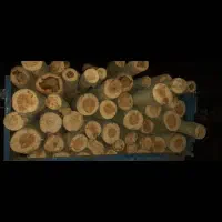 چوب ودرخت|خدمات باغبانی و درختکاری|مشهد, هفده شهریور|دیوار