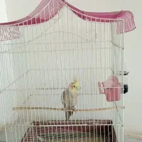 عروس هلندی