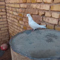 یه جفت کبوتر