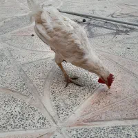 دو عدد خروس و یک مرغ|پرنده|ایلام, |دیوار