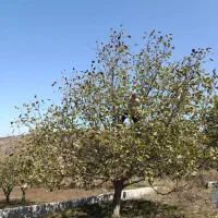 زمین-روستایی-ساخت-ویلا-و-کشاورزی