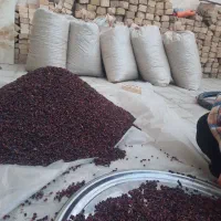 زرشک سیاه کوهی کلی عمده|خوردنی و آشامیدنی|تهران, مخصوص|دیوار