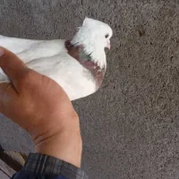 طوقی گمشده|حیوانات|ایذه, |دیوار