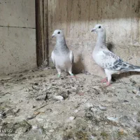 دمسفید شامی کرمونی سرور کلاغ