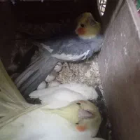 دو عدد عروس هلندی نرو ماده همراه تخم و قفس و غذا