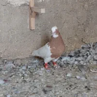 طوق زرد نر|پرنده|مرودشت, رودبال|دیوار