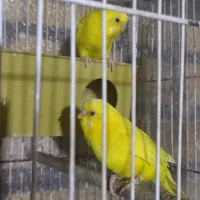 مرغ عشق هلندی