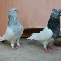 کبوتر کفتر  واکسی|پرنده|مشهد, موسوی قوچانی|دیوار