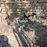 جوجه مرغ محلی|حیوانات مزرعه|مینودشت, |دیوار