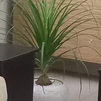 گل ودکوری|صنایع دستی و سایر لوازم تزئینی|کرج, شاهین‌ویلا|دیوار