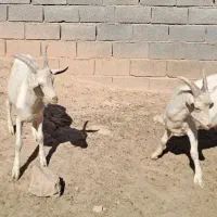 نربز و بزغاله نر سانن