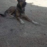 گم شده|سگ|ارژن, |دیوار